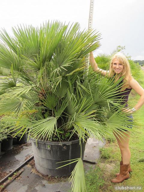 43857_chamaerops-humilis-european-fan-palm.jpg